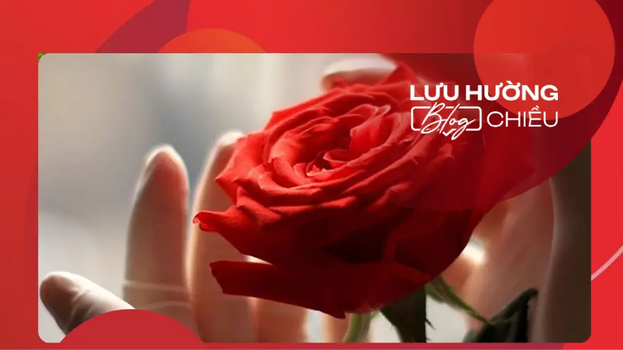 Nhành hồng đỏ giữ lại trong tim